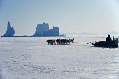 An Inuit hunter travelling by dog sled on the sea ice near the village of Siorapaluk. Avanersuaq, Northwest Greenland. (1977)