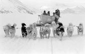 A team of huskies pulls a wooden boat on a sled as an Inuit hunter and his family set off for the floe edge to hunt. Siorapaluk, Northwest Greenland. 1977