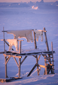 Polar bear skins hanging on an Inuit hunter's meat rack. Savissivik, N.W. Greenland. 1998
