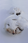 Snow covered huskies curl up to keep warm during a winter storm. Northwest Greenland. 1998