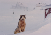 Husky in a snowstorm. Savissivik, Northwest Greenland. 1998