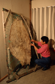 Mikivssuk Karlsen, an Inuit woman, stretches a sealskin on a frame to dry it. Savissivik. NW Greenland. 1998