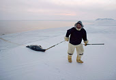 Qaerngak Nielsen, an Inuit hunter, drags a dead seal along the sea ice of Melville Bay. Northwest Greenland. (1998)