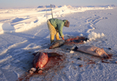 Ole Nielsen, an Inuit hunter skinning seals caught at the floe edge near Cape York in the winter. Northwest Greenland. 1998