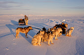 Qaerngak Nielsen, an Inuit hunter, and his dog team rest during a sled journey near Savissavik. Northwest Greenland. (1998)