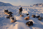 Simon Eliassen, an Inuit hunter untangles the traces of his dog team near Cape York. N.W. Greenland. 1998