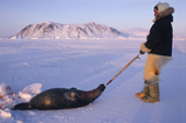 Qaerngak Nielsen, an Inuit hunter, hauls a dead seal from its breathing hole near Cape York. Northwest Greenland. 1998