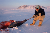 Qaerngak Nielsen, an Inuit hunter, hauls a dead seal from its breathing hole near Cape York. N.W.Greenland. 1998