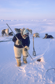 Qaerngak Nielsen, an Inuit hunter, uses an ice chisel to enlarge a seal's breathing hole so he can recover a seal he has shot near Cape York. Northwest Greenland. 1998