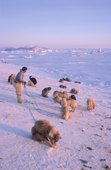 An Inuit hunter untangles the traces of his resting dogs at Cape York. Savissavik, Northwest Greenland. 1998