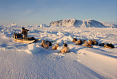 Simon Eliassen, an Inuit hunter from Savissivik, out seal hunting with his dog team in the winter near Cape York. Savisavik. Northwest Greenland. (1998)