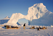 Inuit hunter, Qaerngak Nielsen, untangles the traces of his dog team by an iceberg near Cape York. Savissavik, Northwest Greenland. (1998)