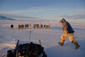 A Inuit hunter runs to jump onto his moving dog sled. Savissivik, N.W. Greenland. 1998