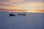 Inuit dog sleds travelling across the frozen sea near Cape York. N.W. Greenland. 1998