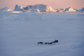 A dog sled travelling on sea ice with icebergs near Cape York. Northwest Greenland. 1998