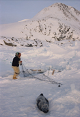 Qaerngak Nielsen,an Inuit hunter, checks a seal net at Bushnan Island. Savissivik, N.W. Greenland. 1998