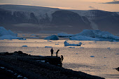 Icebergs near the harbour at Qaanaaq in golden autumn light. Avansersuaq, Northwest Greenland