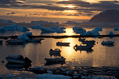 Boats with icebergs behind them in the harbour at Qaanaaq in golden autumn light. Avansersuaq, Northwest Greenland