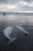 After an autumn hunt, two dead Belugas are brought ashore at the Inuit community of Qaanaaq. Avanersuaq, Northwest Greenland.