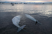 After an autumn hunt, two dead Belugas are brought ashore at the Inuit community of Qaanaaq. Avanersuaq, Northwest Greenland.