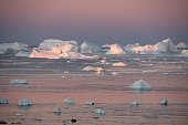 Icebergs in Inglefield Bay near Qaanaaq at dawn in the autumn. Qaanaaq, Northwest Greenland. (2021)
