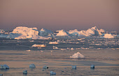 Icebergs in Inglefield Bay near Qaanaaq at dawn in the autumn. Qaanaaq, Northwest Greenland.(2021)