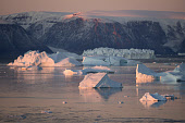 Icebergs in Inglefield Bay near Qaanaaq at sunrise in the autumn. Qaanaaq, Northwest Greenland.(2021)