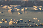 Icebergs in Inglefield Bay near Qaanaaq at sunrise in the autumn. Qaanaaq, Northwest Greenland.(2021)