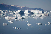 Icebergs in the calm water of Inglefield Bay near Qaanaaq, Northwest Greenland (2022)