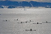 Inuit women particpating in an annual summer kayak race at Qaanaaq. Northwest Greenland. (2022)