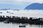 Inuit villagers gather on the harbour quay to watch an annual summer kayak race at Qaanaaq. Northwest Greenland. (2022)