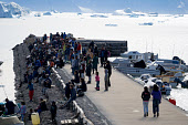 Inuit villagers gather on the harbour quay to watch an annual summer kayak race at Qaanaaq. Northwest Greenland. (2022)