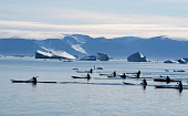 Inuit men particpating in an annual summer kayak race at Qaanaaq. Northwest Greenland. (2022)