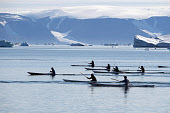 Inuit men particpating in an annual summer kayak race at Qaanaaq. Northwest Greenland. (2022)