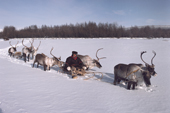 Vladimir Etylin, a Chukchi, driving a reindeer sled in the Oloy Valley. Chukotka, Siberia. Russia. 1994