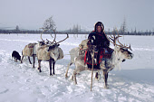 Elena Dyutchkova, an Even woman with her reindeer carrying supplies to her camp near Kai'etyn. Chukotka. Siberia. Russia. 1994
