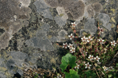 Lichen covered rocks & Bear Flower on the summer tundra Yttygran Is. Siberia. 1997