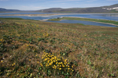 Clumps of Yellow Marsh Saxifrage on Summer Tundra. Poeton Bay. Chukotka. Siberia. 1997