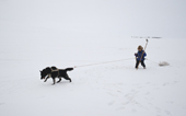 With help from a sled dog, Vasa Pilanto, drags a seal back to his home in Uelen. Chukotka, Siberia, Russia 2002