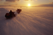 Chukchi hunters travelling from Uelen to Dezhnovka by dog sled on a windy November day. Uelen, Chukotka, Siberia. 2004