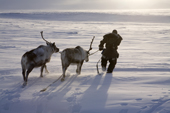 Grisha Rahtyn, a Chukchi reindeer herder, leading two of his draught animals. Chukotskiy Peninsula, Chukotka, Siberia, Russia. 2010