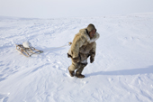 Chukchi reindeer herder, Grisha Rahtyn, dragging a Ringed Seal on his sled. Chukotskiy Peninsula, Chukotka, Siberia, Russia. 2010
