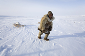 Chukchi reindeer herder, Grisha Rahtyn, dragging a Ringed Seal on his sled. Chukotskiy Peninsula, Chukotka, Siberia, Russia. 2010