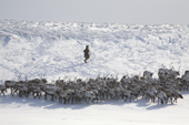 A Chukchi reindeer herder rounding up the herd out onthe tundra. Chukotskiy Peninsula, Chukotka, Siberia, Russia. 2010