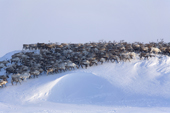 A herd of reindeer being driven along a ridge near their winter pastures on the Chukotskiy Peninsula. Chukotka, Siberia, Russia. 2010