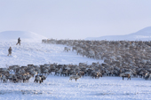 Chukchi men rounding up a herd of reindeer near their winter pastures on the Chukotskiy Peninsula. Chukotka, Siberia, Russia. 2010