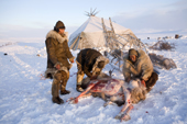 Chukchi reindeer herders skinning a dead reindeer which was killed as part of a traditional ritual sacrifice. Chukotskiy Peninsula, Chukotka, Siberia, Russia 2010