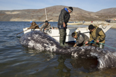 After a successful whale hunt, men from the Yupik Eskimo village of New Chaplino, prepare to drag the carcass of a grey whale ashore. Checheykiyum Strait. Beringia National Park, Providensky Region, Chukotka, Russian Far East