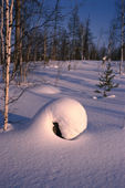 Snow drifting over a tree stump in the forest. Surinda, Evenkiya, Siberia, Russia. 1997