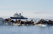 A group of walruses on an ice floe infront of the Russian icebreaker Kapitan Dranitsyn. Franz Josef Land. 2004